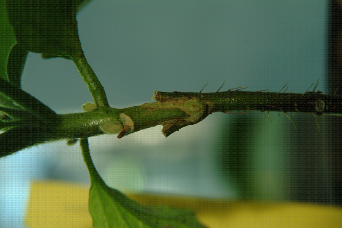 Aubergine greffée sur Solanum atropurpureum